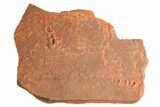 Horodyskia Fossil Slab - Oldest Known Multicellular Life #298604-1